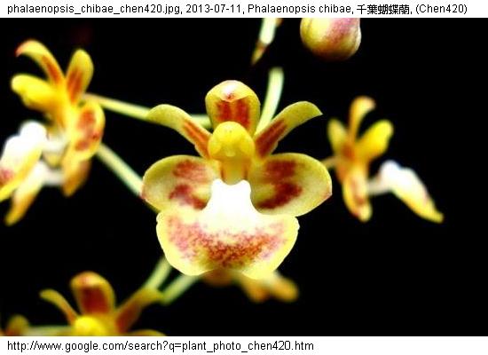 http://nswong.50webs.com/phalaenopsis_chibae.jpg, Phalaenopsis chibae, Chiba's phalaenopsis, 千葉蝴蝶蘭
