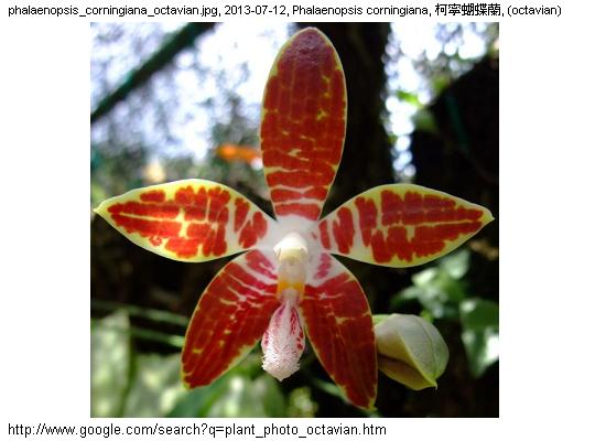 http://nswong.50webs.com/phalaenopsis_corningiana.jpg, Phalaenopsis corningiana, Red moon orchid, 柯寧蝴蝶蘭