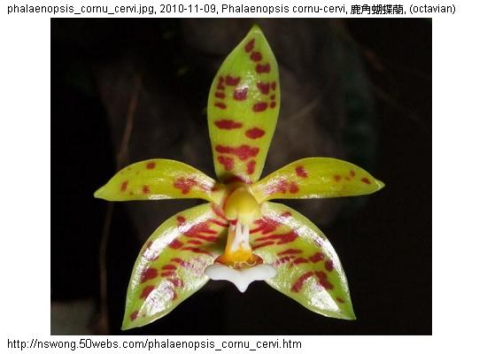 http://nswong.50webs.com/phalaenopsis_cornu_cervi.jpg, Phalaenopsis cornu-cervi