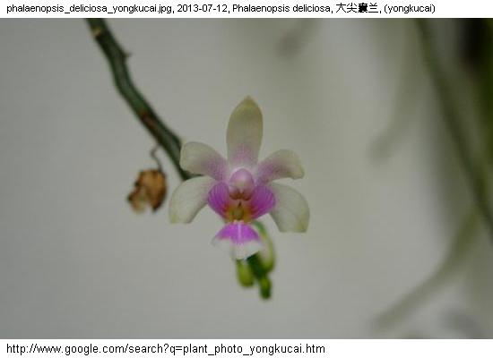 http://nswong.50webs.com/phalaenopsis_deliciosa.jpg, Phalaenopsis deliciosa, Delicate phalaenopsis, 大尖囊兰
