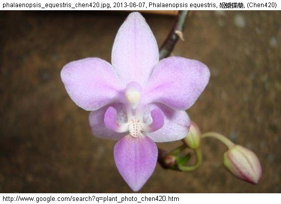 http://nswong.50webs.com/phalaenopsis_equestris.jpg, Phalaenopsis equestris, Horse phalaenopsis, 姬蝴蝶蘭
