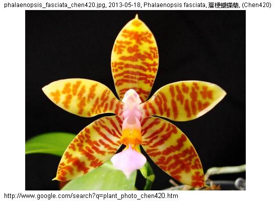 http://nswong.50webs.com/phalaenopsis_fasciata.jpg, Phalaenopsis fasciata, Striped flower phalaenopsis, 扁梗蝴蝶蘭