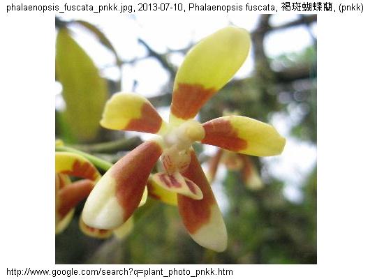http://nswong.50webs.com/phalaenopsis_fuscata.jpg, Phalaenopsis fuscata, Darkened phalenopsis, 褐斑蝴蝶蘭