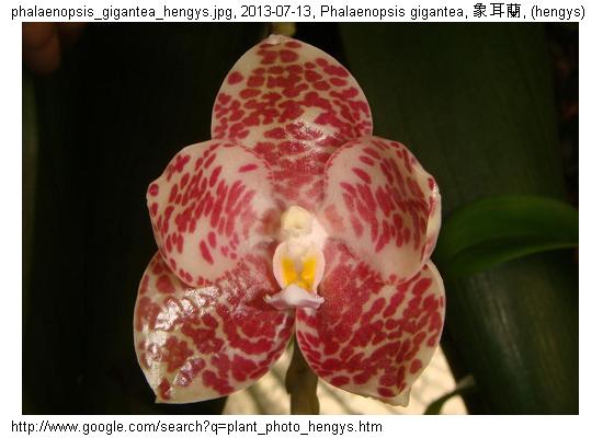 http://nswong.50webs.com/phalaenopsis_gigantea.jpg, Phalaenopsis gigantea, Gigantic phalaenopsis, 象耳蘭
