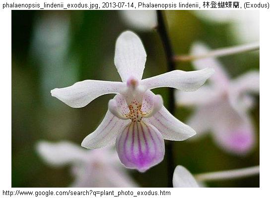 http://nswong.50webs.com/phalaenopsis_lindenii.jpg, Phalaenopsis lindenii, Linden's phalaenopsis, 林登蝴蝶蘭