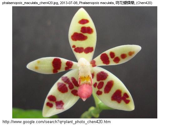 http://nswong.50webs.com/phalaenopsis_maculata.jpg, Phalaenopsis maculata