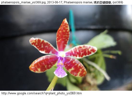 http://nswong.50webs.com/phalaenopsis_mariae.jpg, Phalaenopsis mariae, Maria's phalaenopsis, 瑪莉亞蝴蝶蘭