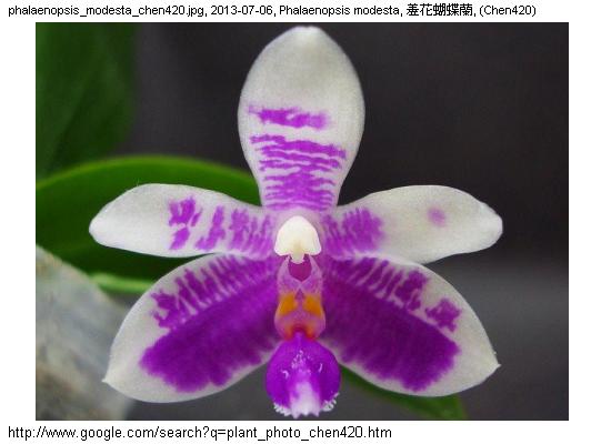 http://nswong.50webs.com/phalaenopsis_modesta.jpg, Phalaenopsis modesta, Modest phalaenopsis, 羞花蝴蝶蘭