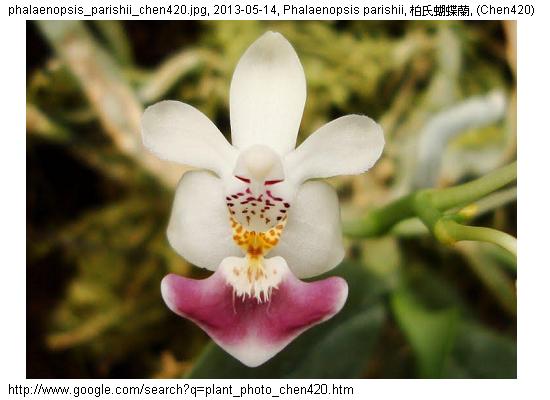http://nswong.50webs.com/phalaenopsis_parishii.jpg, Phalaenopsis parishii, Parish's phalaenopsis, 柏氏蝴蝶蘭