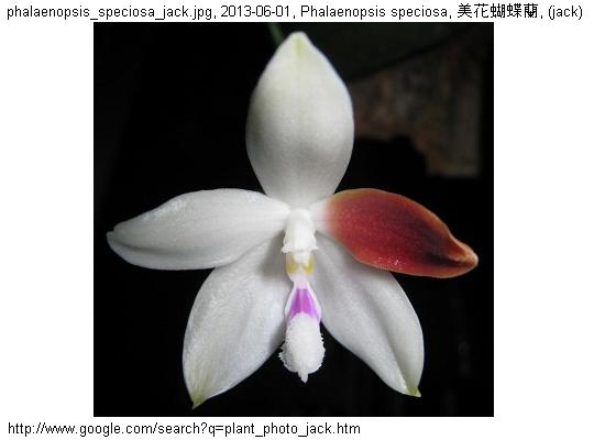 http://nswong.50webs.com/phalaenopsis_speciosa.jpg, Phalaenopsis speciosa, Beautiful phalaenopsis, 美花蝴蝶蘭