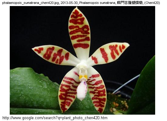 http://nswong.50webs.com/phalaenopsis_sumatrana.jpg, Phalaenopsis sumatrana, Sumatran phalaenopsis, 蘇門答臘蝴蝶蘭