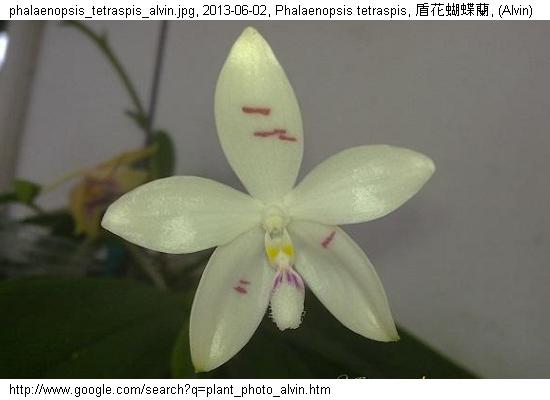 http://nswong.50webs.com/phalaenopsis_tetraspis.jpg, Phalaenopsis tetraspis, Four sheild phalaenopsis, 盾花蝴蝶蘭