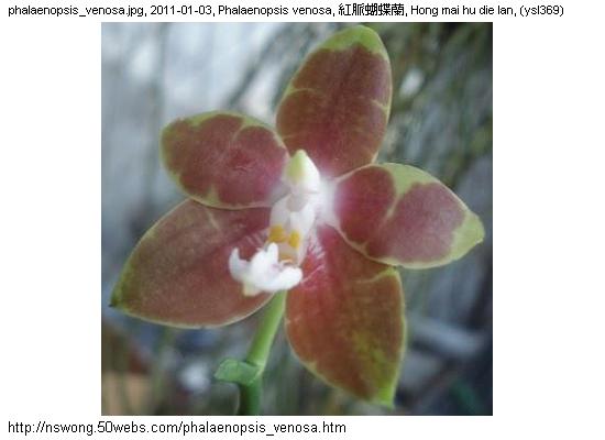 http://nswong.50webs.com/phalaenopsis_venosa.jpg, Phalaenopsis venosa, Veined phalaenopsis, 紅脈蝴蝶蘭