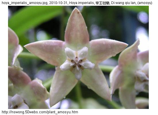 http://nswong.50webs.com/plant_amosyu.jpg, Plantae, Plant kingdom, 植物界, (amosyu)
