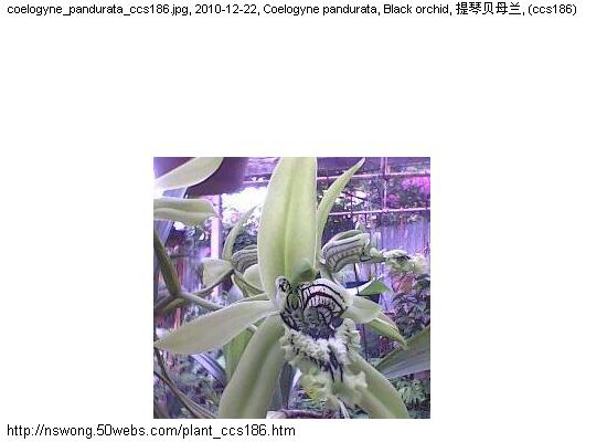 http://nswong.50webs.com/plant_ccs186.jpg, Plantae, Plant kingdom, 植物界, (ccs186)
