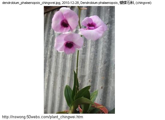 http://nswong.50webs.com/plant_chingwei.jpg, Plantae, Plant kingdom, 植物界, (chingwei)