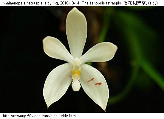 http://nswong.50webs.com/plant_eldy.jpg, Plantae, Plant kingdom, 植物界, (eldy)