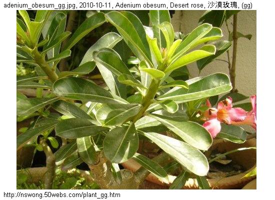 http://nswong.50webs.com/plant_gg.jpg, Plantae, Plant kingdom, 植物界, (gg)