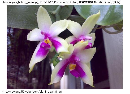 http://nswong.50webs.com/plant_guaitai.jpg, Plantae, Plant kingdom, 植物界, (怪胎)