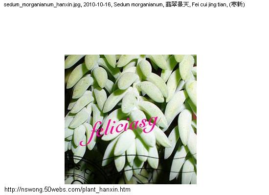 http://nswong.50webs.com/plant_hanxin.jpg, Plantae, Plant kingdom, 植物界, (寒新)