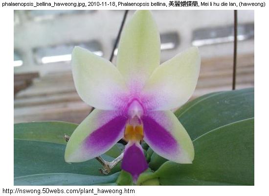 http://nswong.50webs.com/plant_haweong.jpg, Plantae, Plant kingdom, 植物界, (haweong)