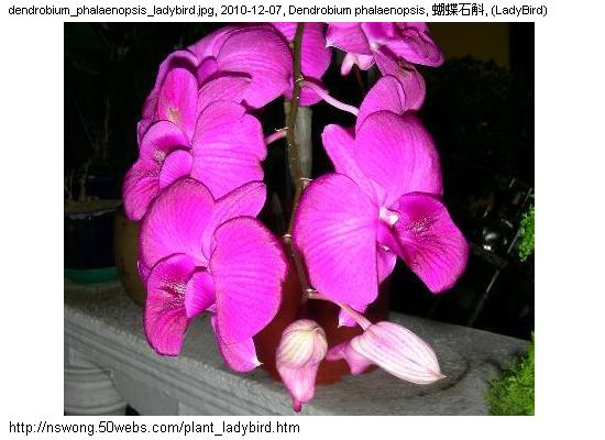 http://nswong.50webs.com/plant_ladybird.jpg, Dendrobium phalaenopsis, Cooktown orchid, 蝴蝶石斛, (LadyBird)