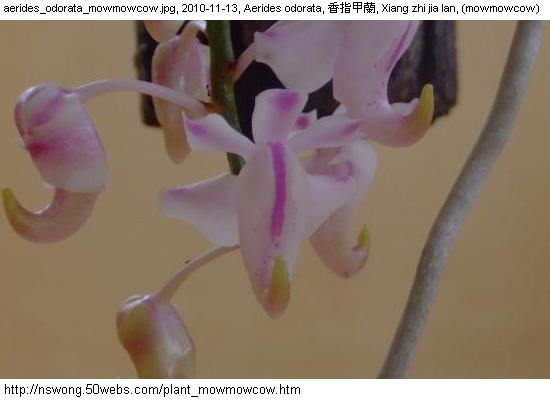 http://nswong.50webs.com/plant_mowmowcow.jpg, Plantae, Plant kingdom, 植物界, (mowmowcow)