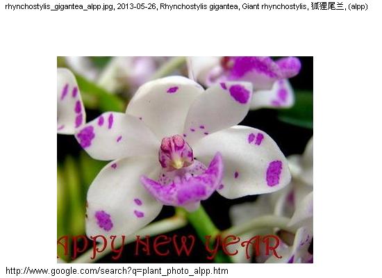 http://nswong.50webs.com/plant_photo_alpp.jpg, Plant photo, 植物照片, (alpp)