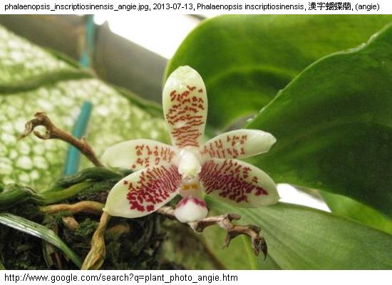 http://nswong.50webs.com/plant_photo_angie.jpg, Plant photo, 植物照片, (angie)