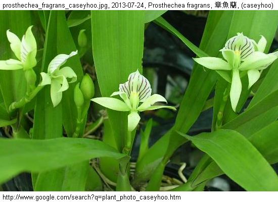 http://nswong.50webs.com/plant_photo_caseyhoo.jpg, Plant photo, 植物照片, (caseyhoo)