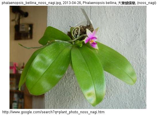 http://nswong.50webs.com/plant_photo_noss_nagi.jpg, Plant photo, 植物照片, (noss_nagi)