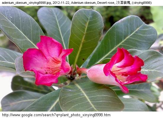 http://nswong.50webs.com/plant_photo_xinying8998.jpg, Plant photo, 植物照片, (xinying8998)