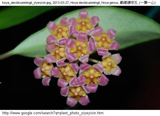 http://nswong.50webs.com/plant_photo_yiyeyixin.jpg, Plant photo, 植物照片, (一葉一心)