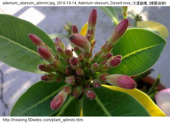 http://nswong.50webs.com/plant_qilimini.jpg, Plantae, Plant kingdom, 植物界, (绮丽迷你)