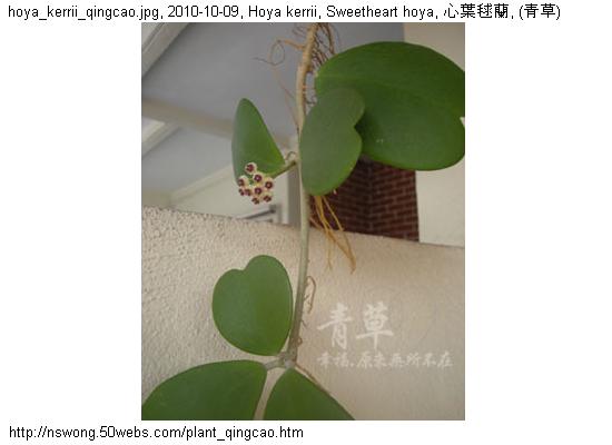 http://nswong.50webs.com/plant_qingcao.jpg, Plantae, Plant kingdom, 植物界, (青草)
