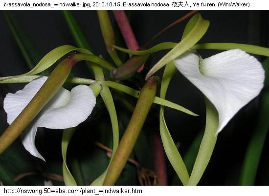 http://nswong.50webs.com/plant_windwalker.jpg, Plantae, Plant kingdom, 植物界, (WindWalker)