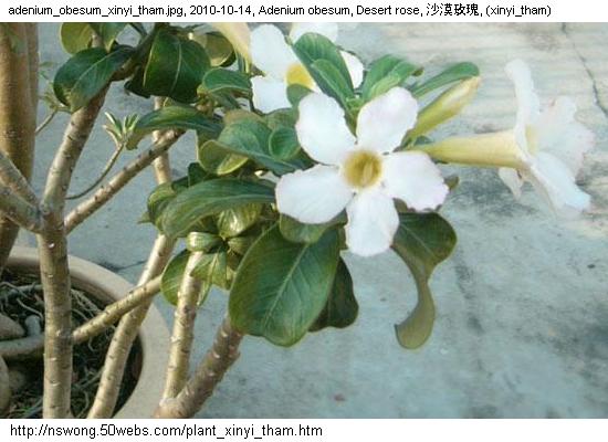 http://nswong.50webs.com/plant_xinyi_tham.jpg, Plantae, Plant kingdom, 植物界, (xinyi_tham)