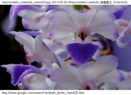 http://nswong.50webs.com/rhynchostylis_coelestis.jpg, Rhynchostylis coelestis, 藍狐狸尾蘭, Lan hu li wei lan