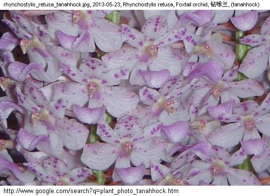 http://nswong.50webs.com/rhynchostylis_retusa.jpg, Rhynchostylis retusa, Foxtail orchid, 钻喙兰