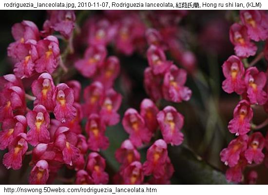 http://nswong.50webs.com/rodriguezia_lanceolata.jpg, Rodriguezia lanceolata, 紅茹氏蘭, Hong ru shi lan