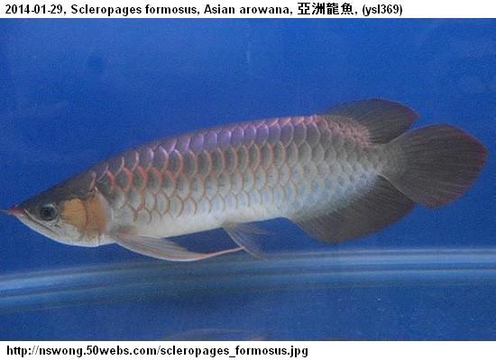 http://nswong.50webs.com/scleropages_formosus.jpg, Scleropages formosus, Asian arowana, 亞洲龍魚