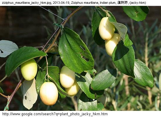 http://nswong.50webs.com/ziziphus_mauritiana.jpg, Ziziphus mauritiana, Indian plum, 滇刺枣